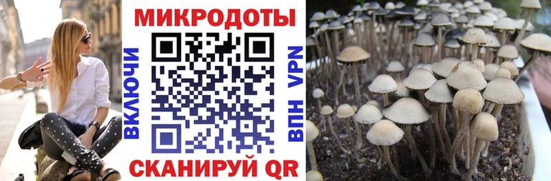 Псилоцибиновые грибы прущие грибы  маркетплейс клад  Бабушкин 